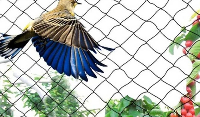 Anti Bird Net